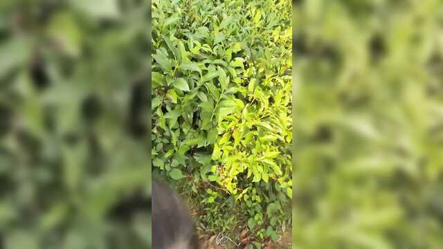 Шырынды милфа класс сорады хуй бұталарда