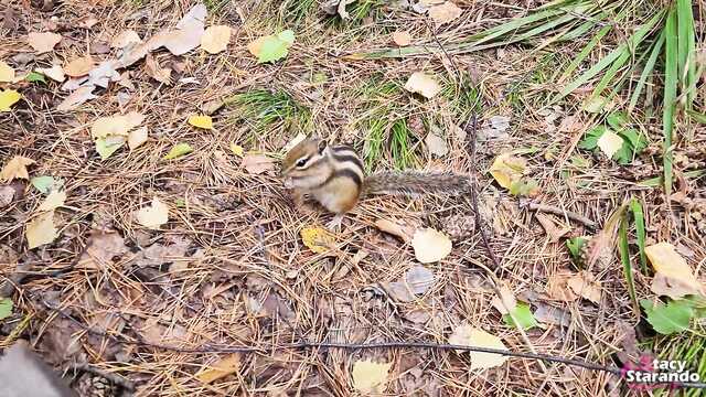 Онымен көңіл көтеру үшін тоғайға немере ағасын әкелді