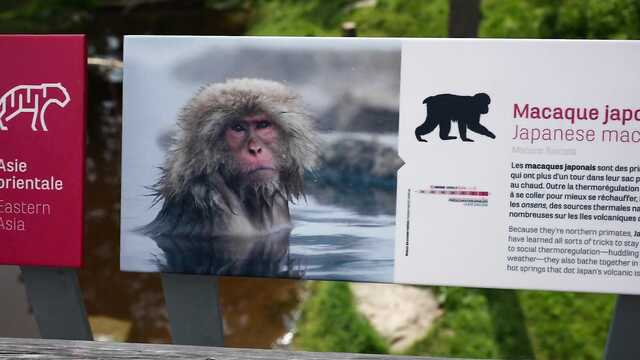 И в Канаде азиатке секс обломился