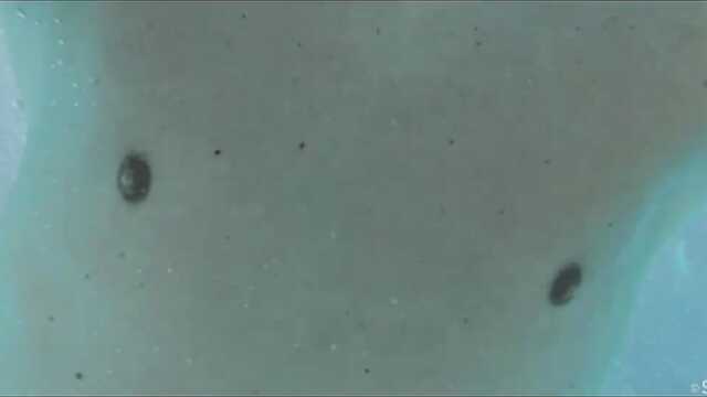 Бассейнде лесбухи ләззат жағымды секс