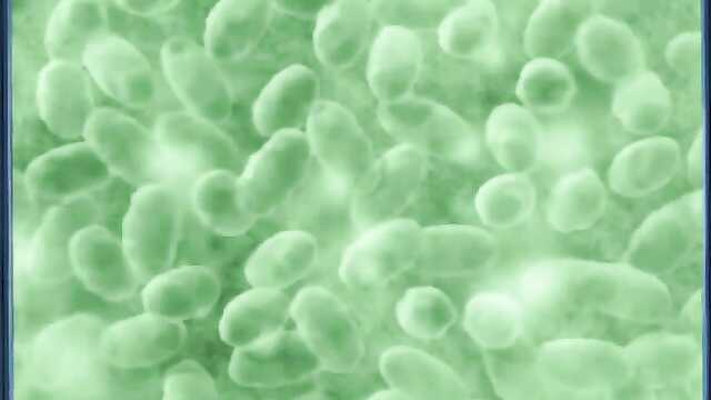 Die Legende der Wolfsfrau / Megami Kyoujyu (1-Serie)